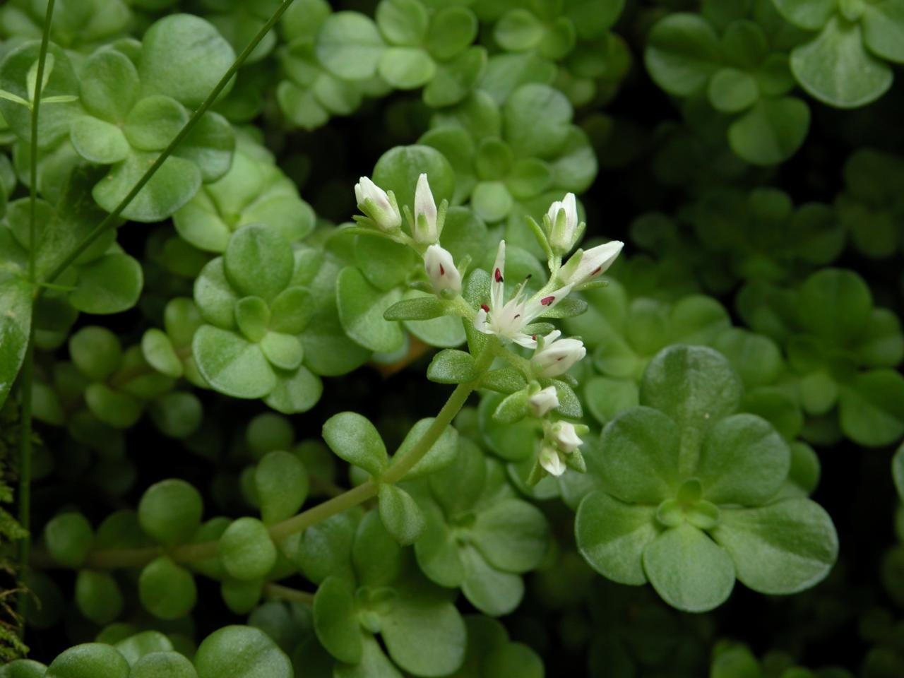 Wild Stonecrop