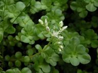 Sedum ternatum