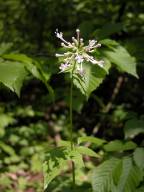 Valeriana pauciflora