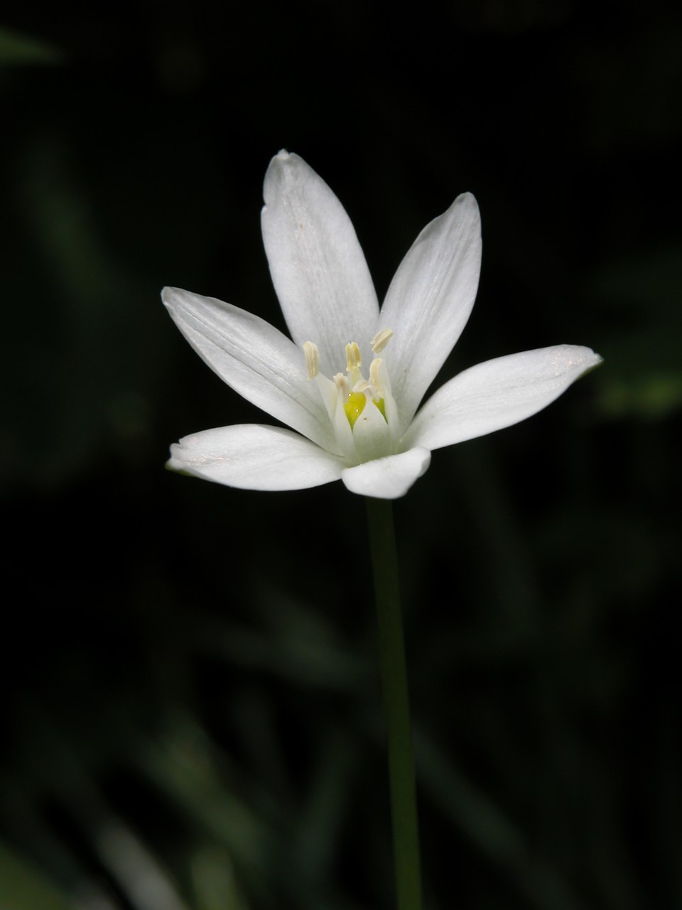 Common star of Bethlehem