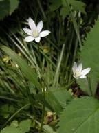 Common star of Bethlehem