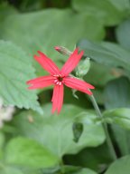 Silene virginica