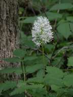 Unidentified flowering shrub