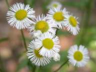 Philadelphia fleabane