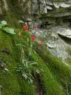 Silene virginica