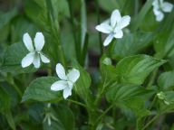 Viola striata