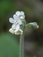 Cynoglossum virginianum