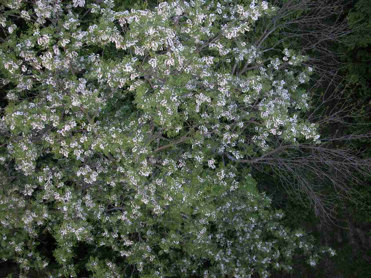 Black Locust