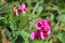 Everlasting Pea