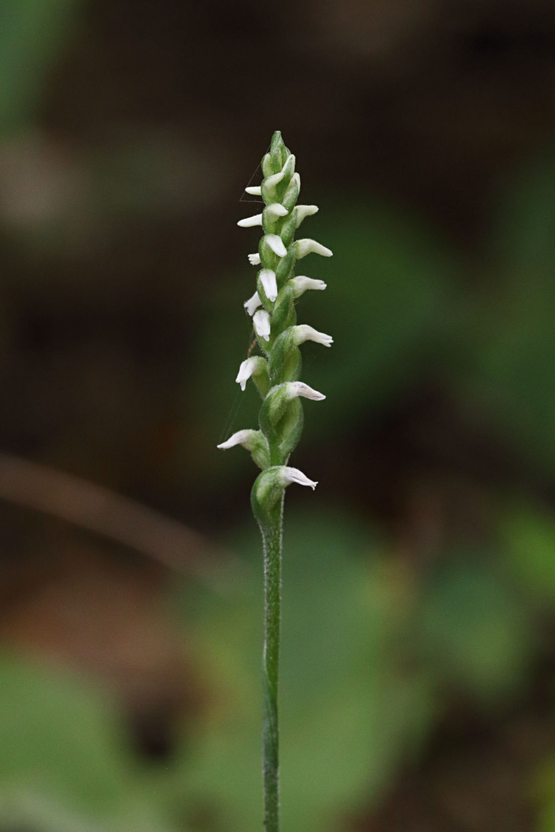 Northern Oval Ladies' Tresses