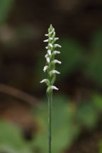 Spiranthes ovalis var. erostellata