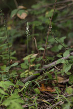 Spiranthes ovalis var. erostellata