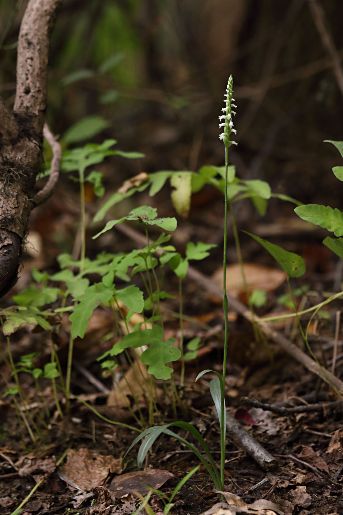 Northern Oval Ladies' Tresses