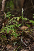 Spiranthes ovalis var. erostellata