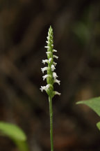 Spiranthes ovalis var. erostellata