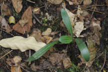 Spiranthes ovalis var. erostellata