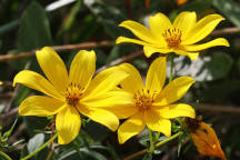 Northern Tickseed Sunflower