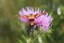 Hummingbird Clearwing Moth on Field Thistle