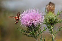 Cirsium discolor