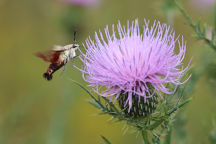 Cirsium discolor