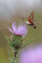 Cirsium discolor