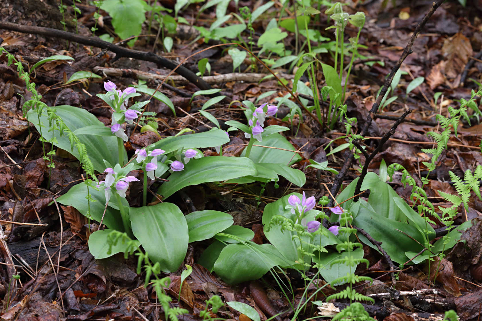 Showy Orchid