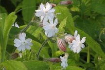 Silene latifolia