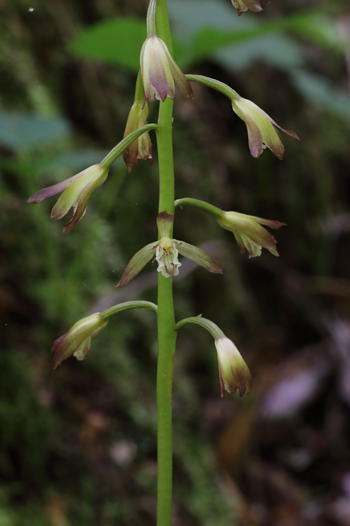 Puttyroot