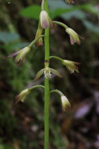Aplectrum hyemale