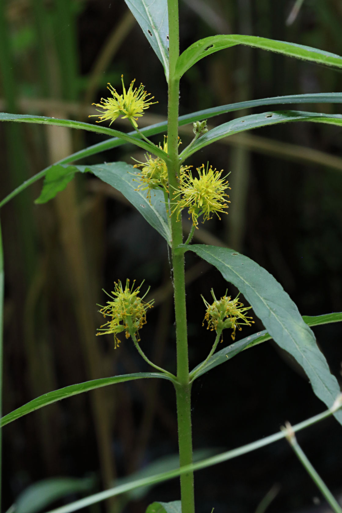 Swamp Loosestrife