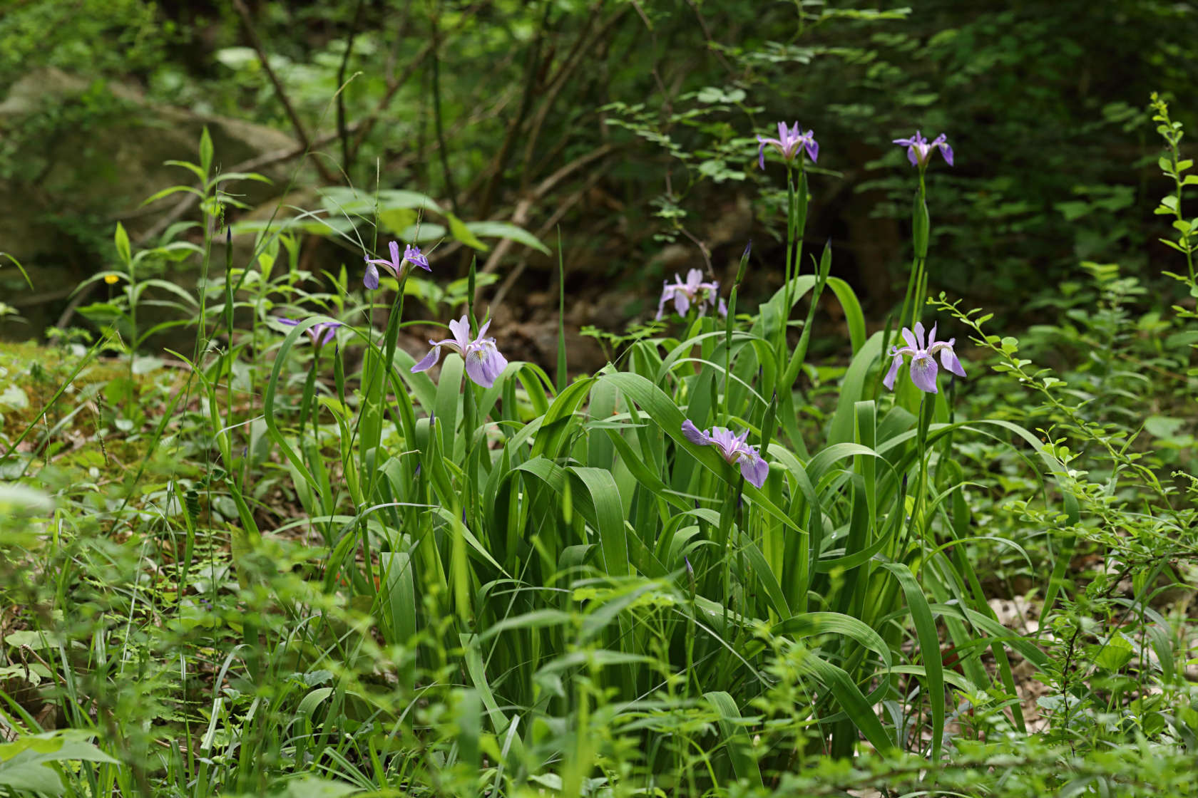 Northern Blue Iris