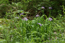 Iris versicolor