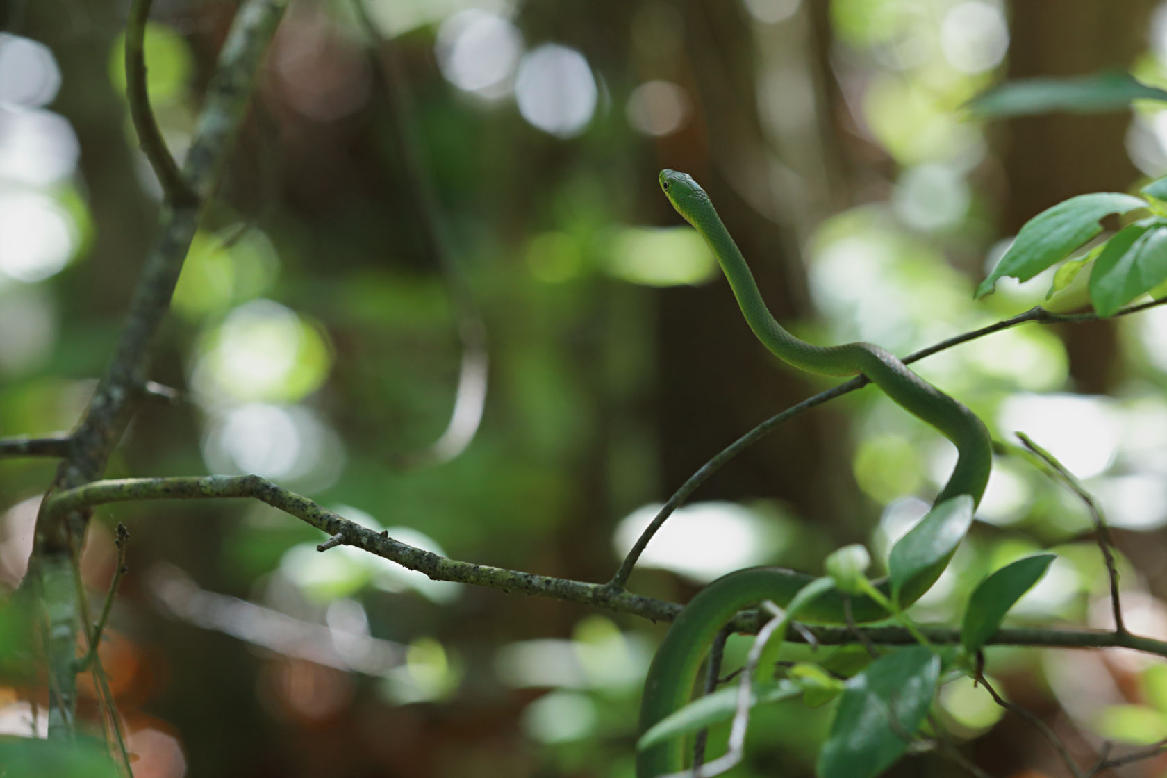 Rough Green Snake