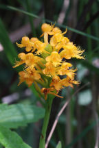 Platanthera cristata