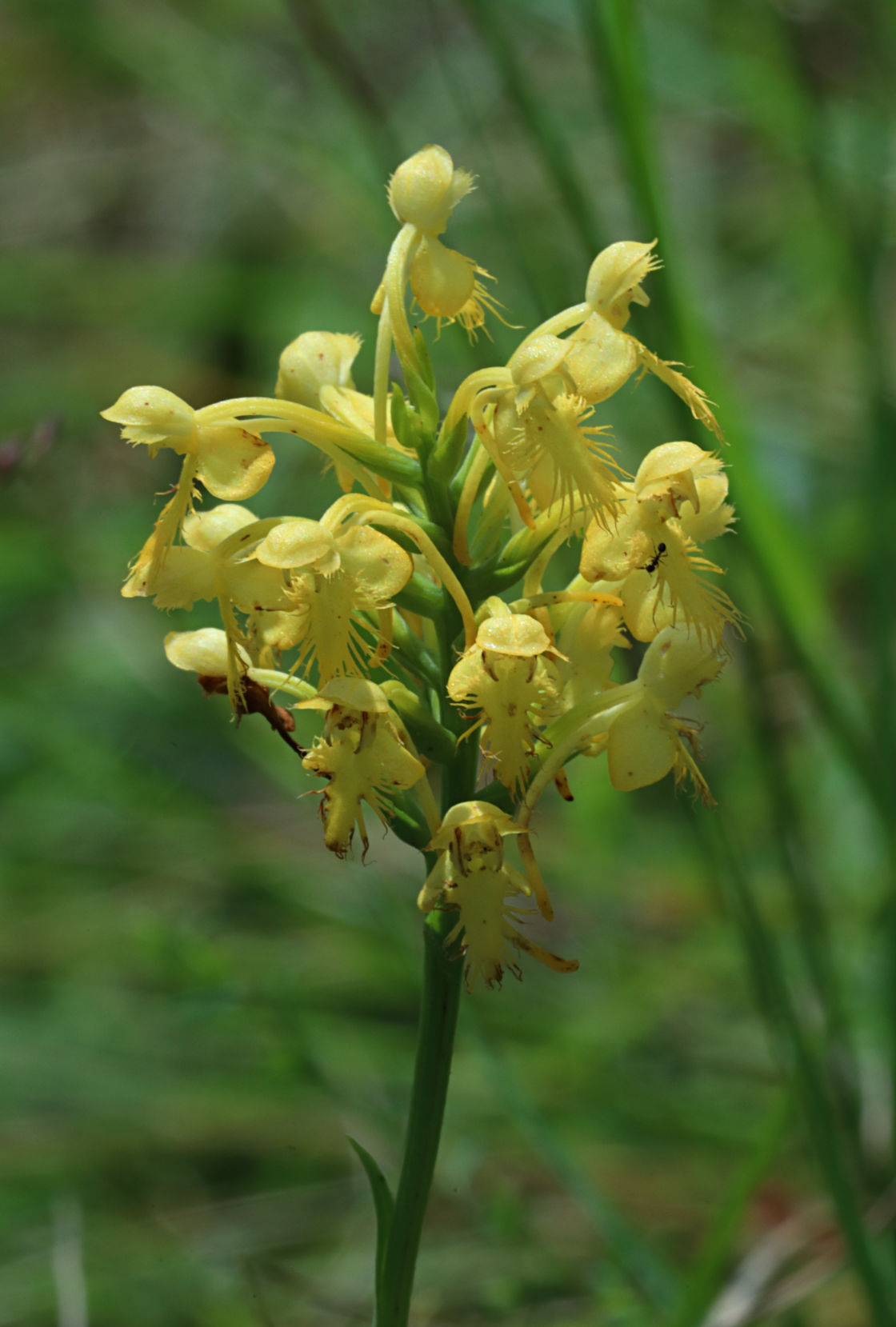 Canby's Hybrid Fringed Orchid