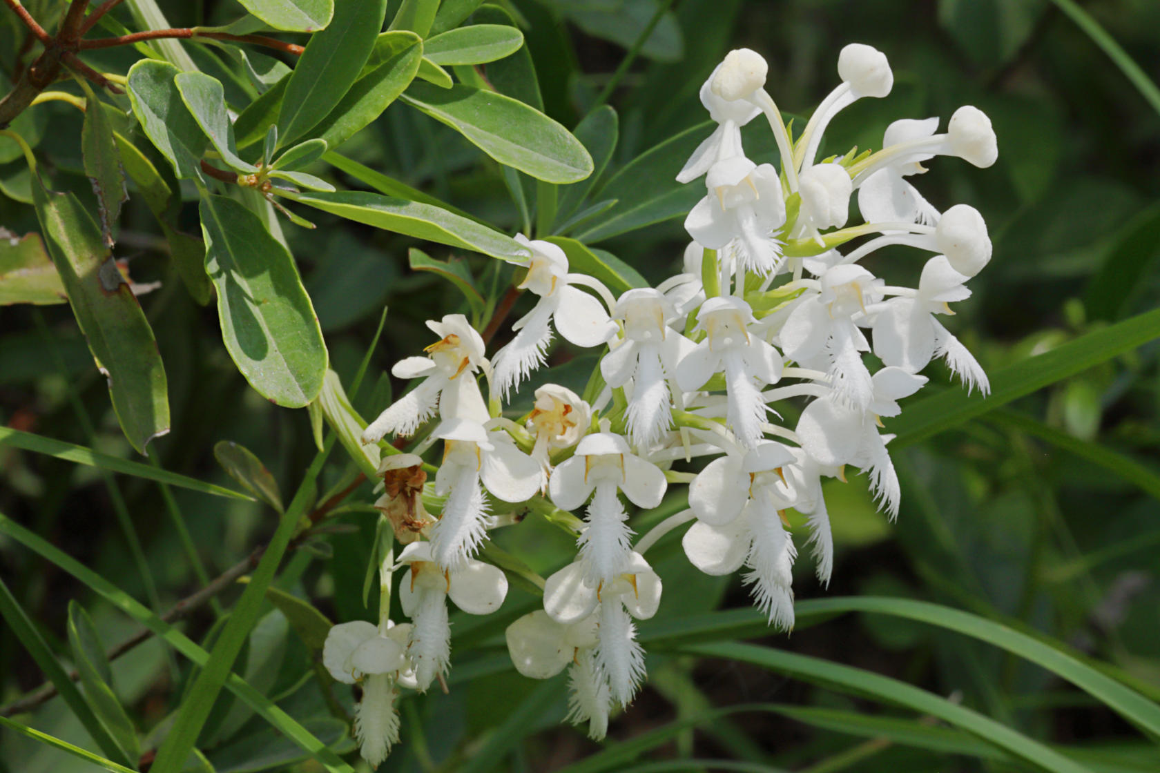 Northern White Fringed Orchid