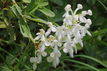 Platanthera blephariglottis