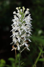 Platanthera blephariglottis