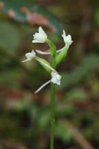 Gymnadeniopsis clavellata var. clavellata