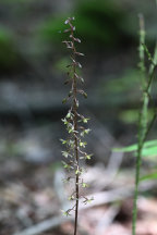 Tipularia discolor