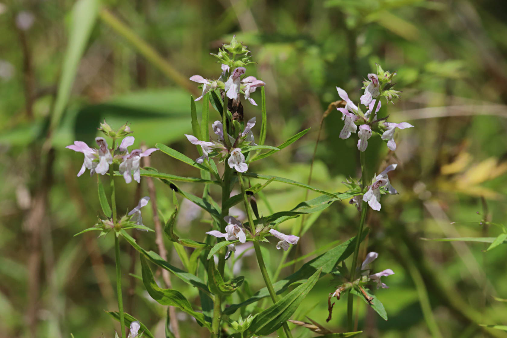 Hyssop Hedge-Nettle