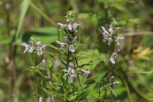 Stachys hyssopifolia var. hyssopifolia