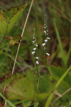 Spiranthes tuberosa