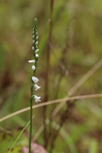 Spiranthes tuberosa