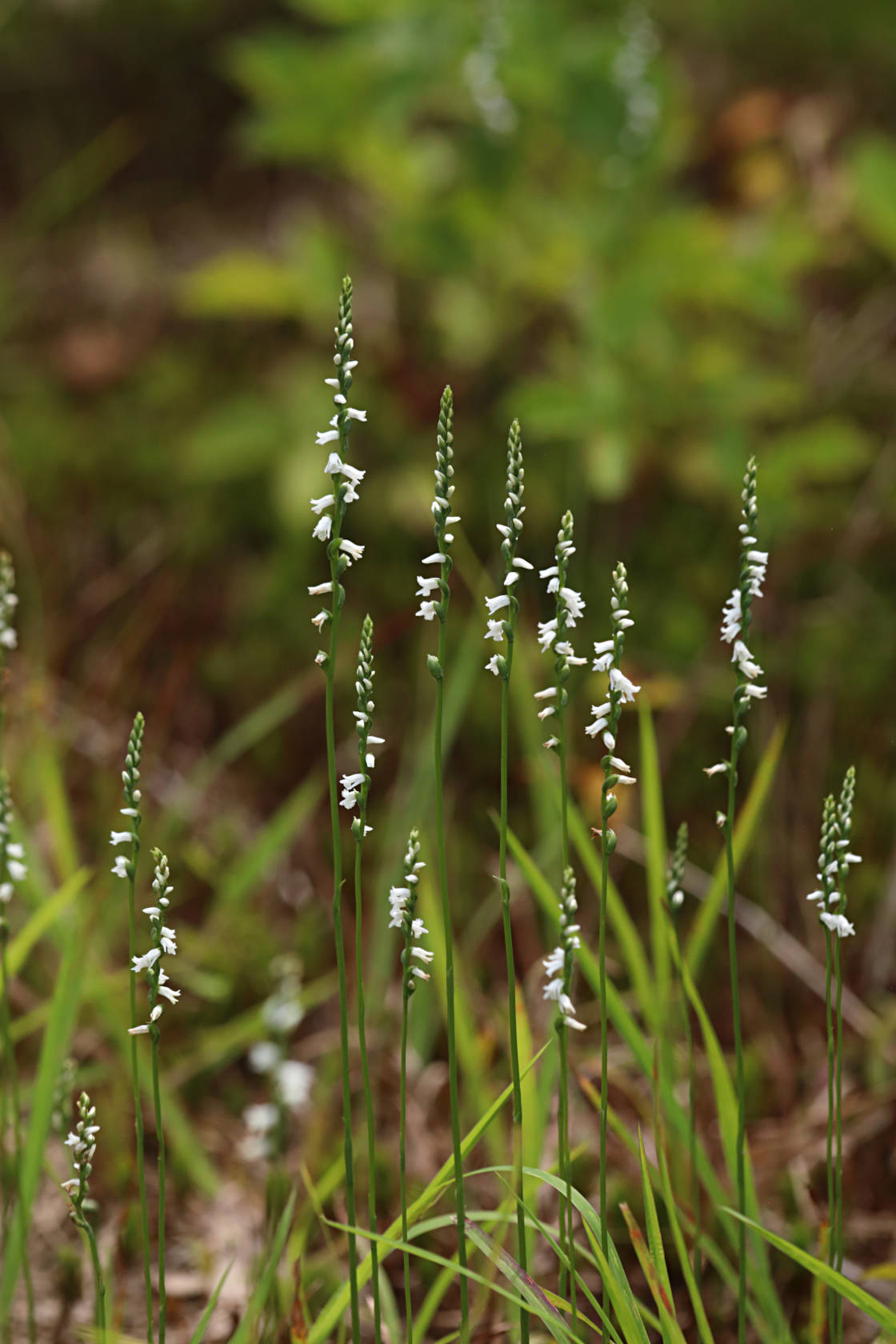 Little Ladies' Tresses