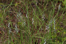 Spiranthes tuberosa