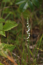 Spiranthes tuberosa