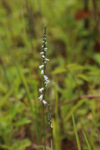 Little Ladies' Tresses