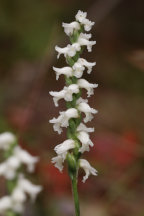 Spiranthes ochroleuca