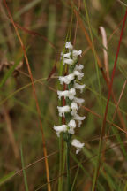 Spiranthes ochroleuca